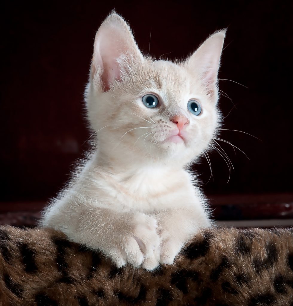 cuánto ADN comparten los humanos con el gato