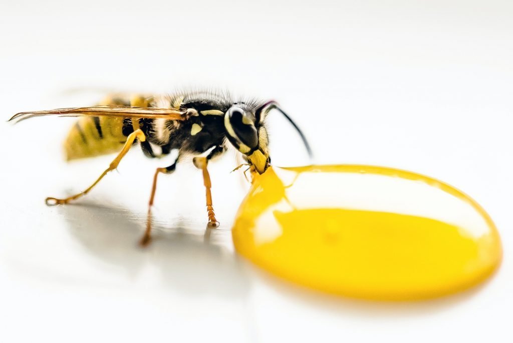 cuánto ADN comparten los humanos con las abejas melíferas