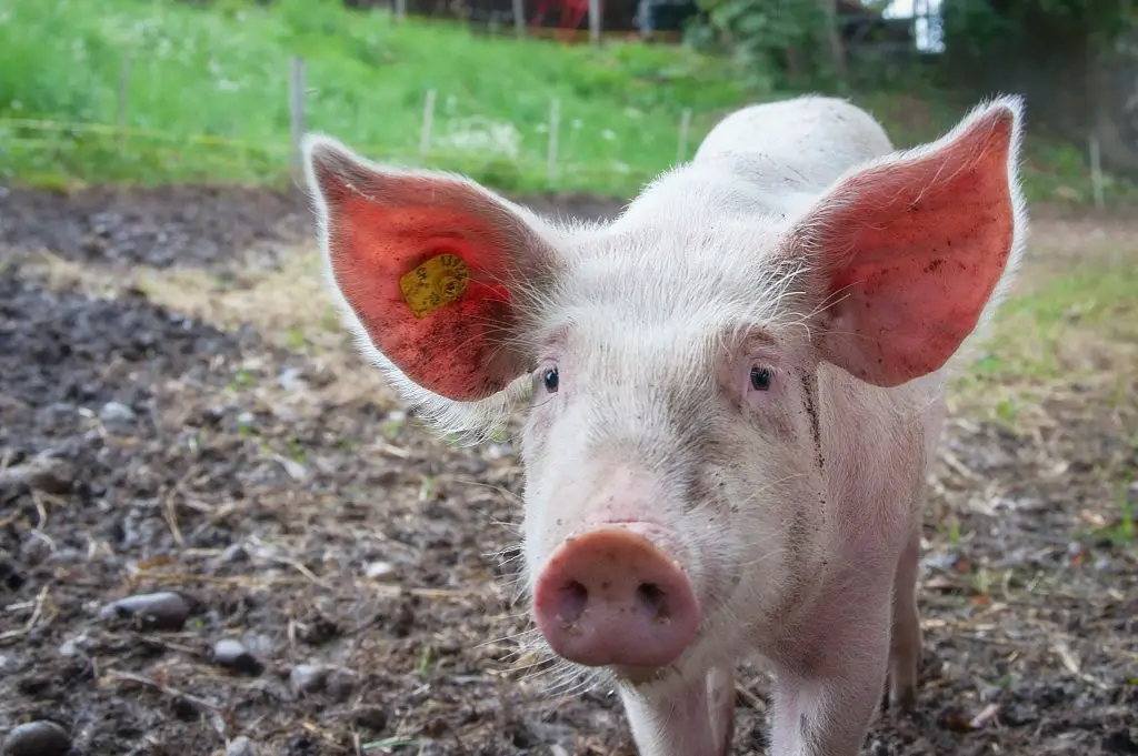 hoeveel dna delen mensen met varkens?