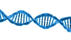 Why native American DNA does not show up in a DNA test?