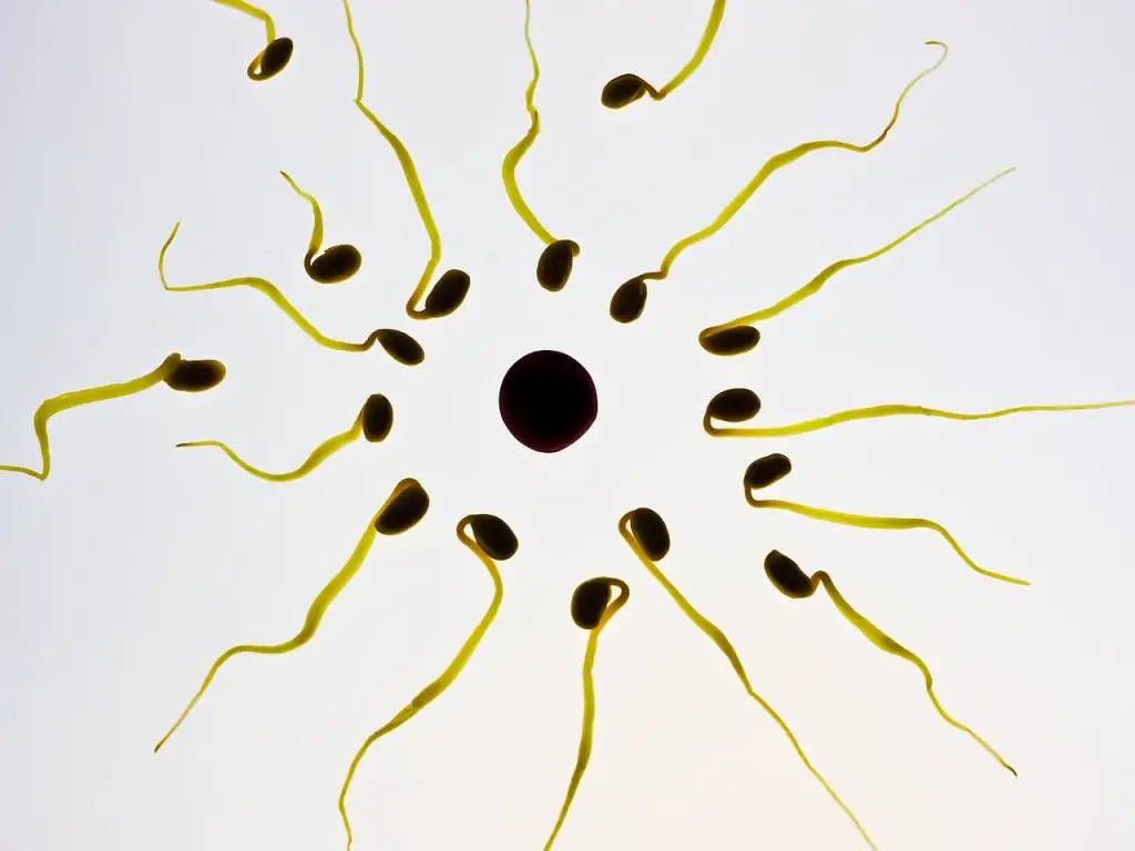 How long does sperm DNA stay in your body