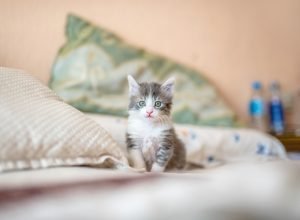 Best Cat DNA Tests on the market (Tested all of them, Published results)